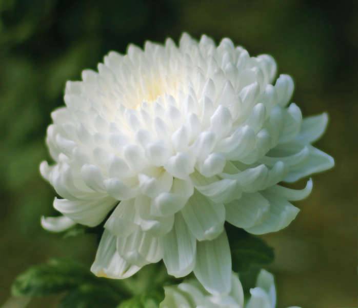 Белые хризантемы: фото и описание сортов