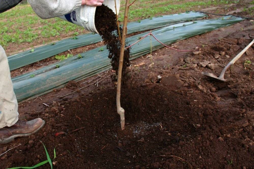 Как правильно посадить грушу осенью: пошаговое руководство