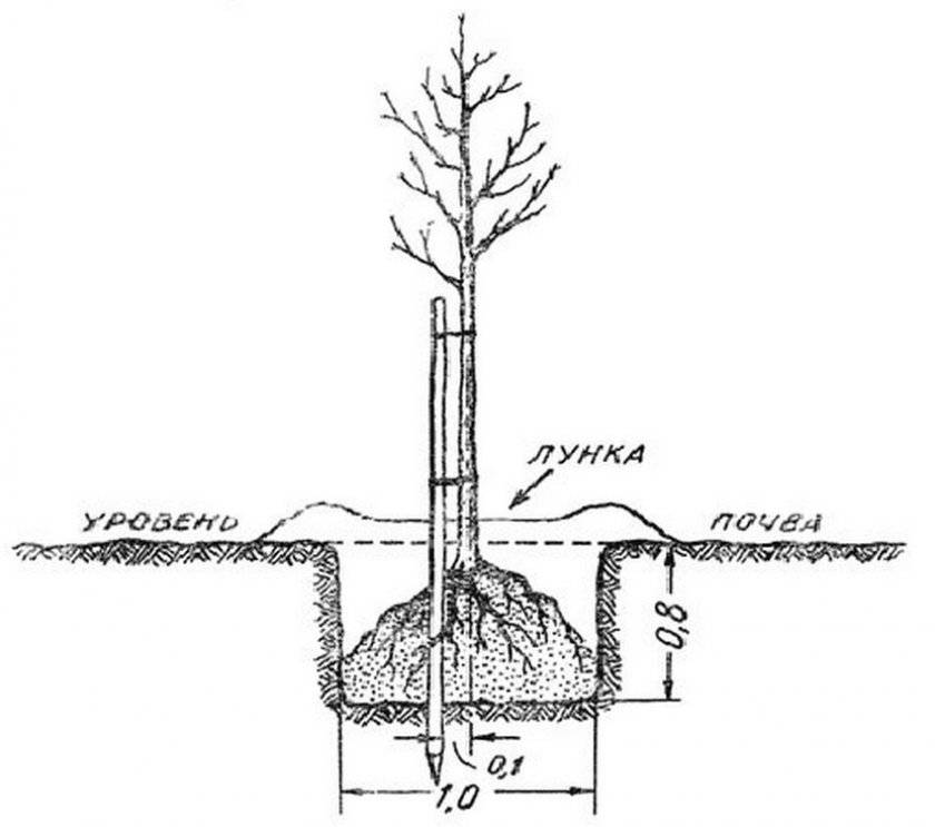 Колоновидные яблони схема посадки