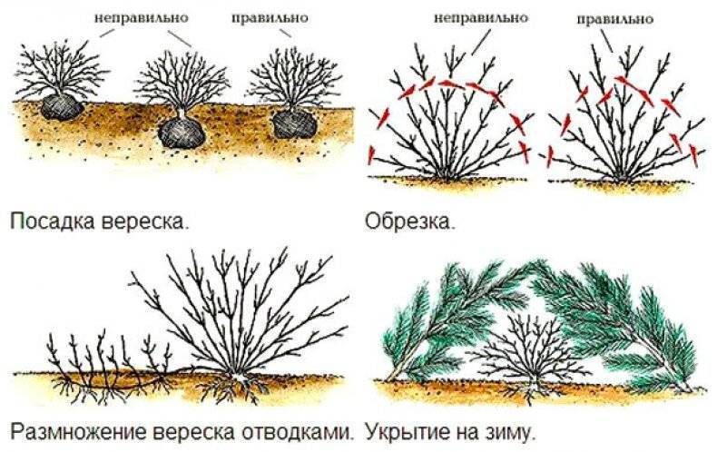 Капуста зимовка схема посадки