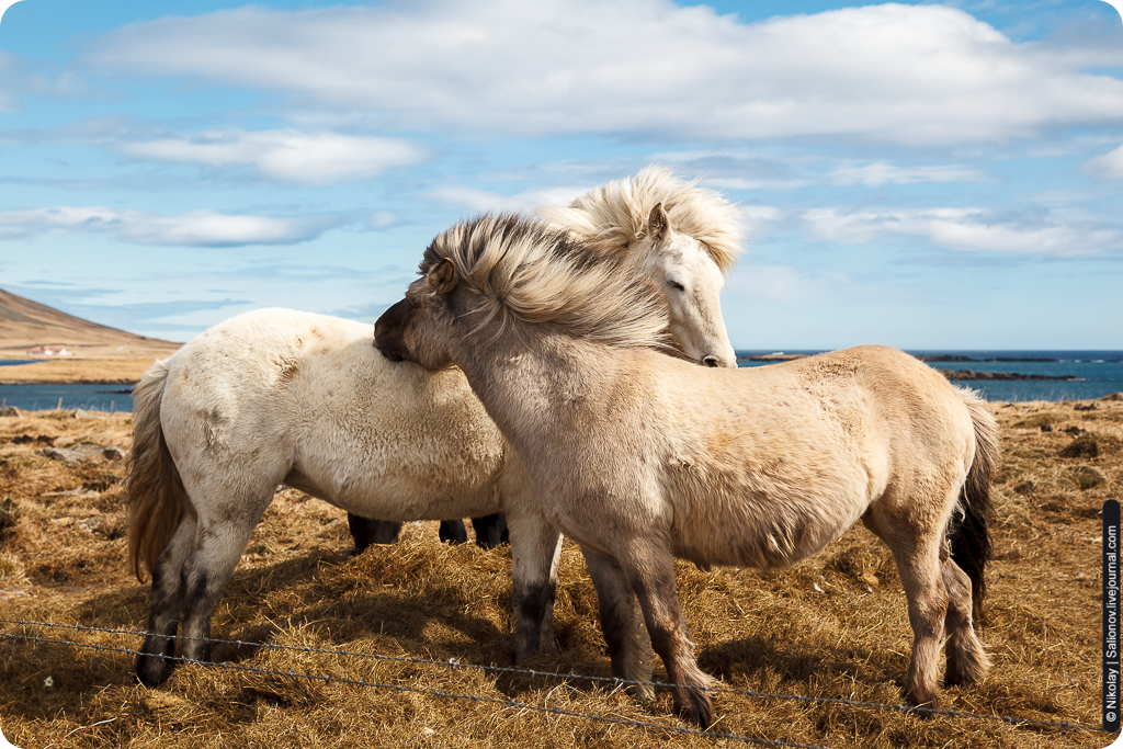 Исландская лошадь — единственная лошадь с 5 аллюрами
