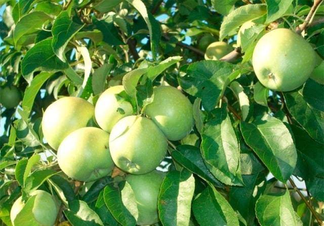 Яблоки семеренко: описание и характеристики сорта, посадка и уход, польза и вред