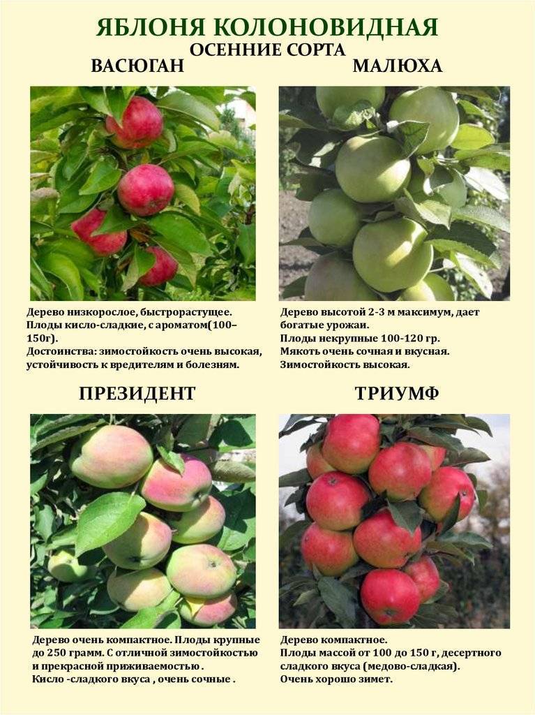 Сорта колоновидных яблонь для урала с фото и описанием