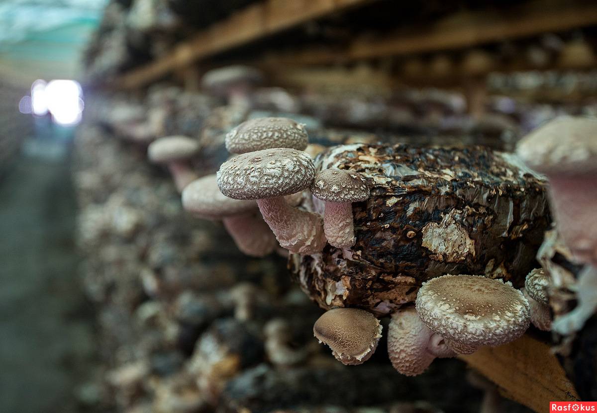 Шиитаке — внешний вид, состав, польза и вред, культивирование гриба + 72 фото