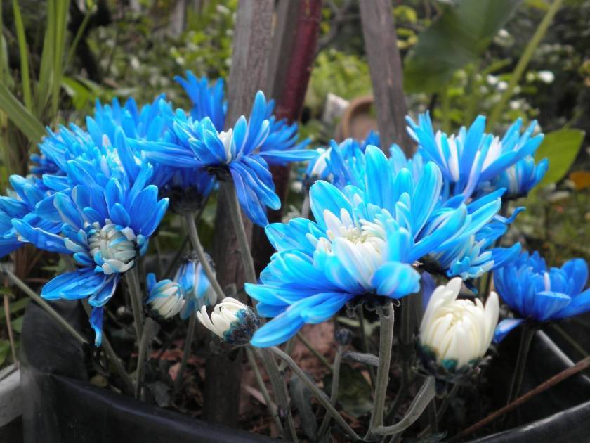 Как вырастить голубые хризантемы