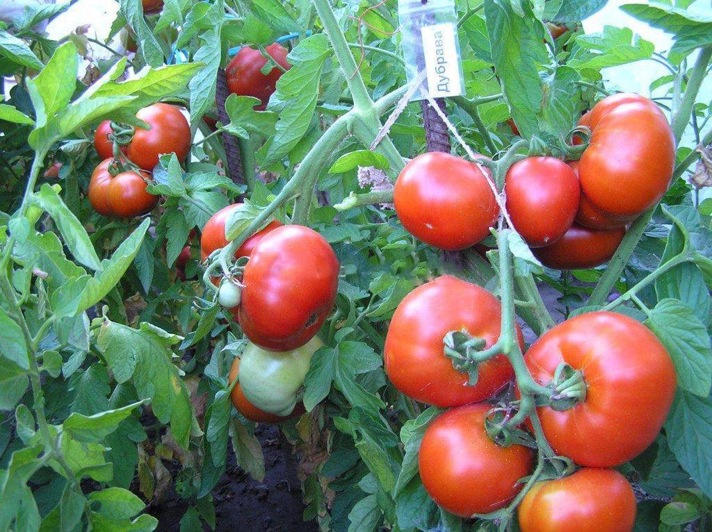 Характеристика и описание томата «дубрава», отзывы, фото, урожайность