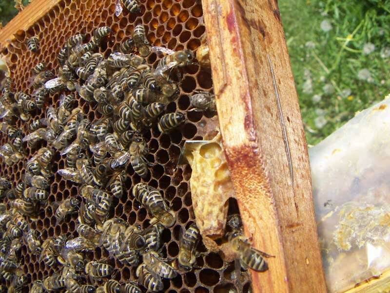 Вывод пчелиных маток