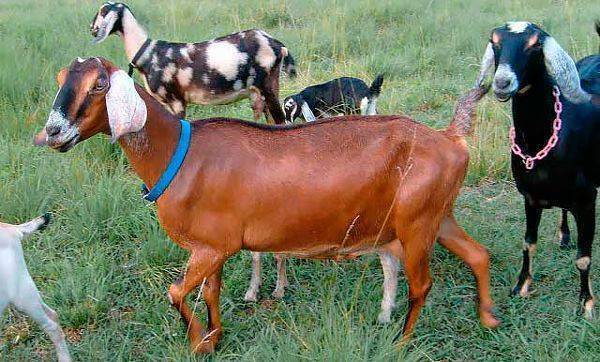 Англо-нубийские козы — фото и описание, продуктивность, уход и кормление, перспективы разведения. | cельхозпортал