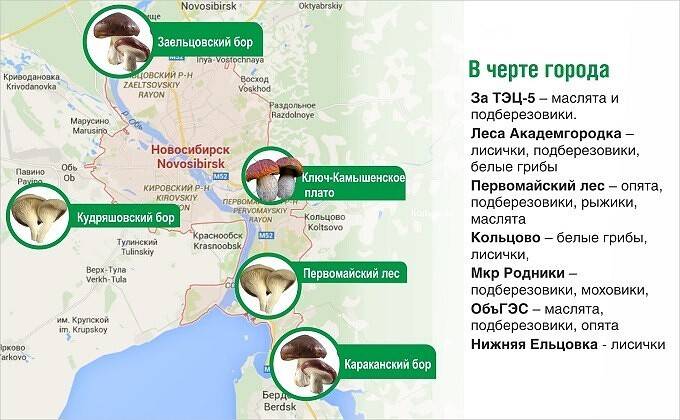 Грибы сибири: съедобные и ядовитые, названия, когда растут, фото