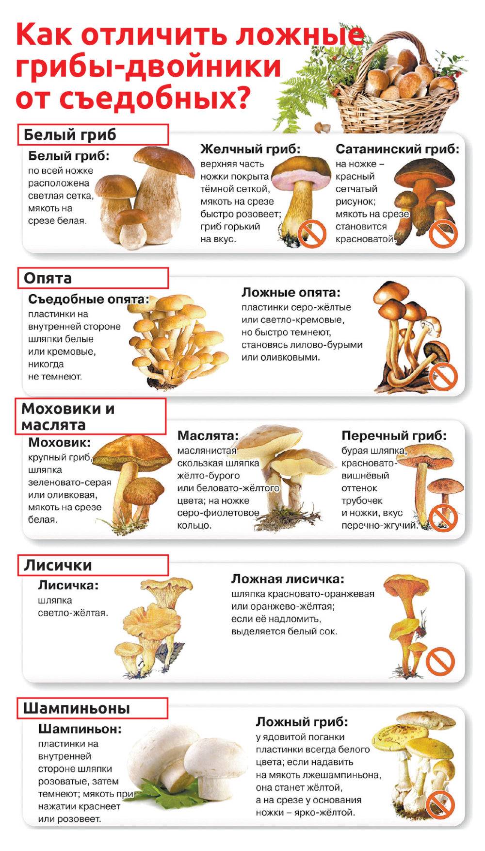 Грибы как отличить съедобные грибы от несъедобных с фото