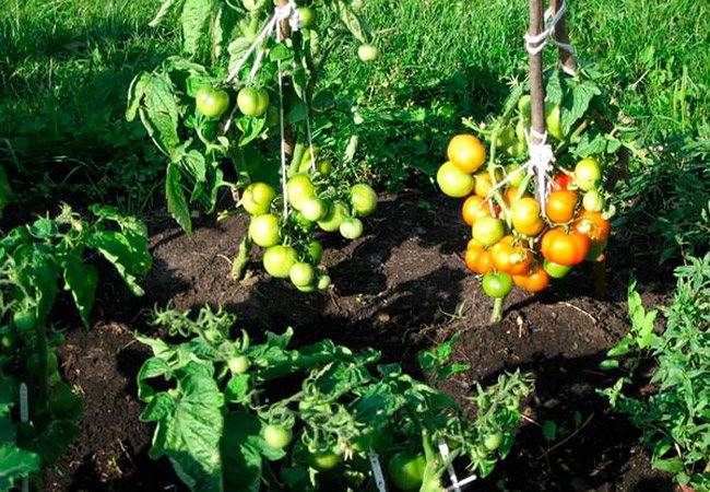 Томат бони мм: описание сорта, отзывы, фото, характеристика