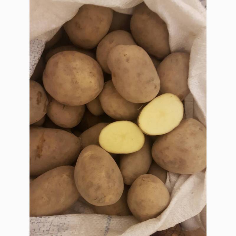 Картофель гранада: характеристика сорта, вкусовые качества, срок созревания