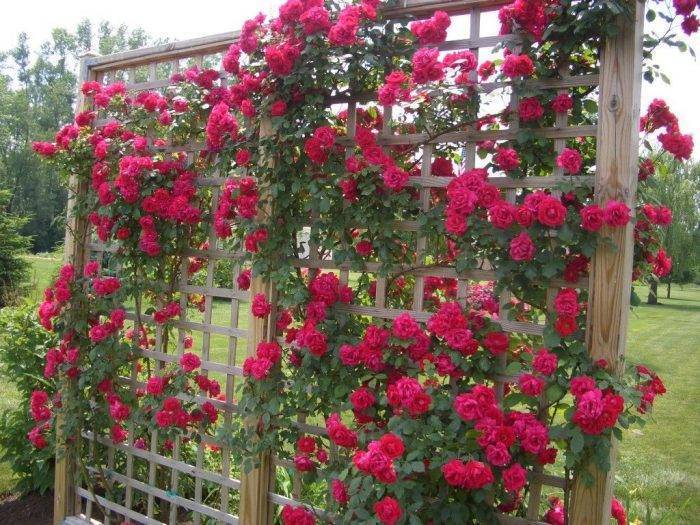 Плетистая роза: особенности ухода и посадки