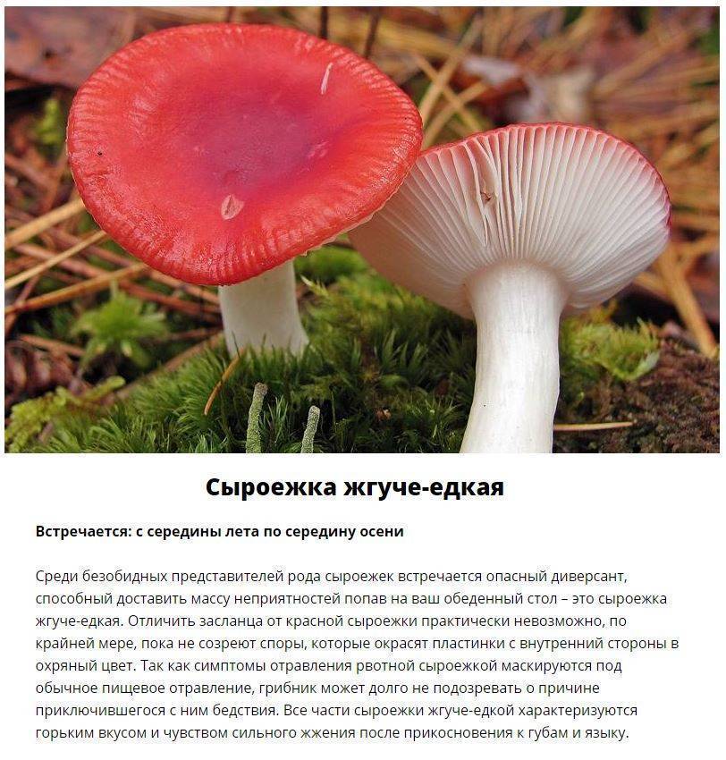 Сыроежка зеленая – фото и описание съедобного гриба, опасные двойники, внешний вид