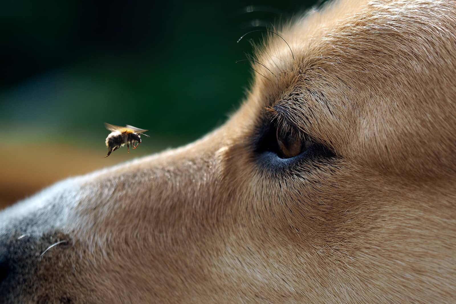 Укус пчелы у собаки фото