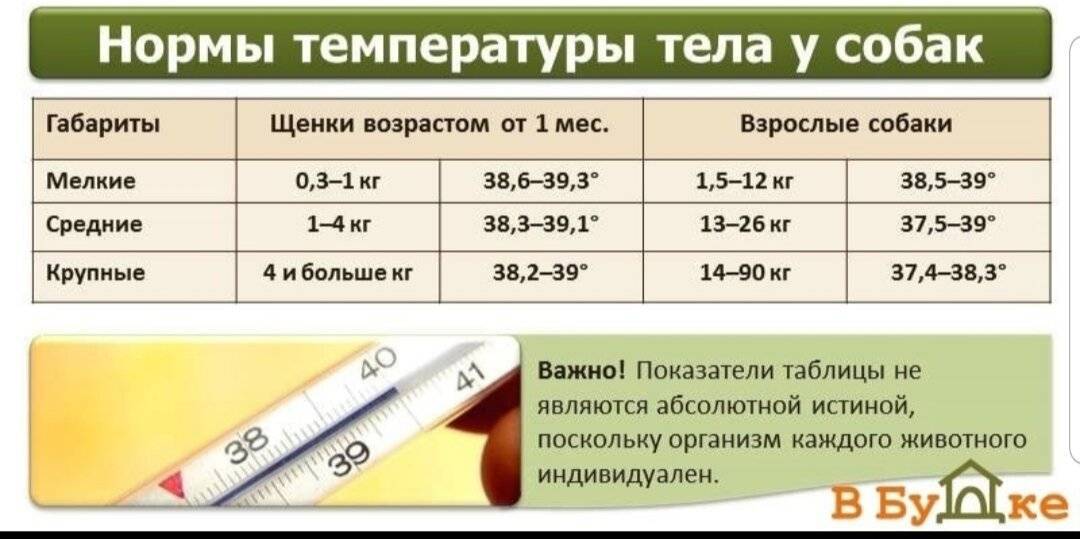 Температура у свиней: норма, причины повышения, как измерить, чем лечить