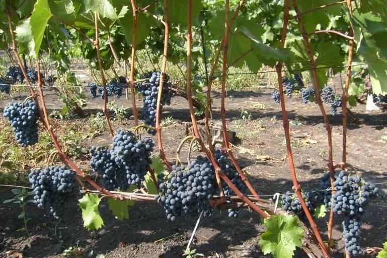 Описание сорта винограда красень, технология посадки и уход