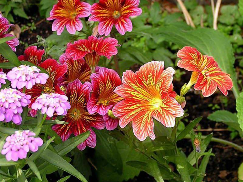 Сальпиглоссис — как выращивать цветок, фото сортов, когда сажать на рассаду, на клумбе в саду, выращивание в домашних условиях