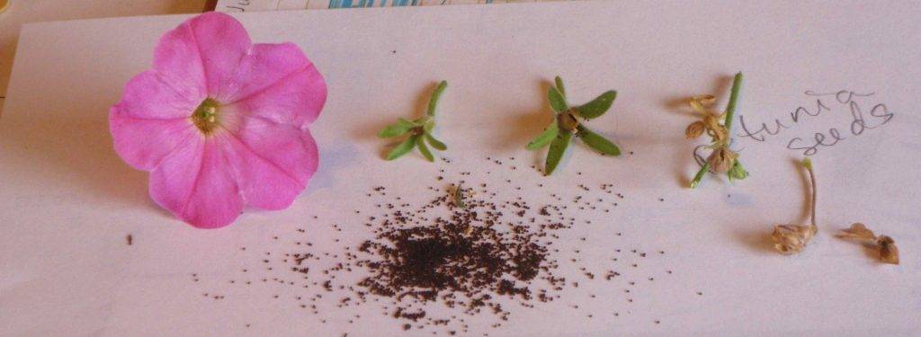 Как вырастить рассаду петунии в домашних условиях: пошаговая инструкция фото, когда сажать и как, уход за рассадой петунии, пикировка, посев, выращивание