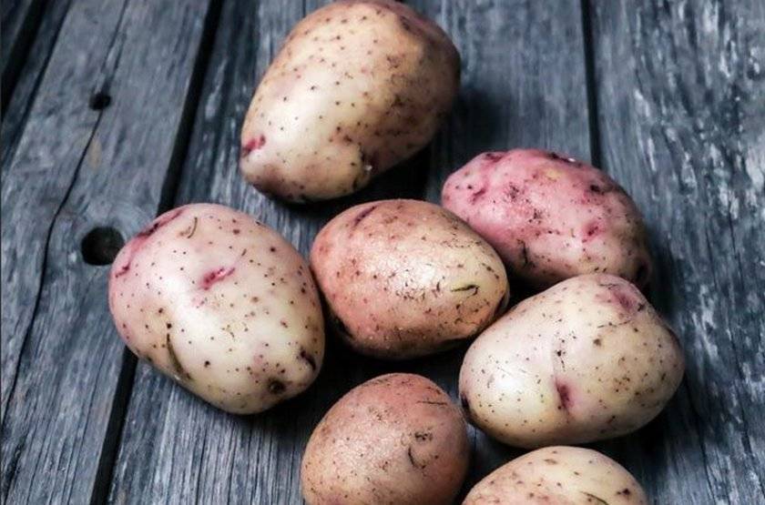 Сорта картофеля - описание, фото, характеристика