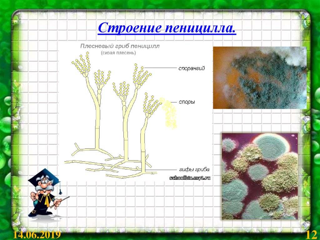 Пеницилл строение рисунок