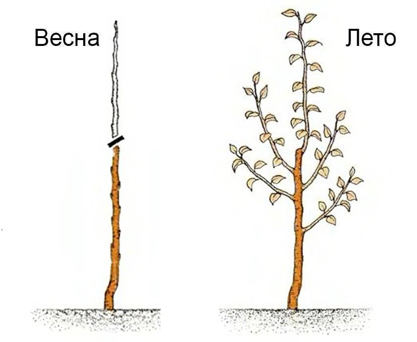 Колоновидные яблони схема посадки