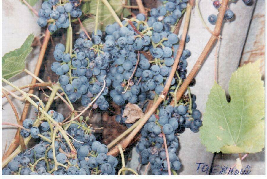Виноград таежный. описание, фото, характеристика