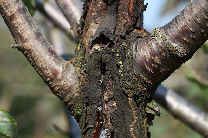 Лечение коры плодовых деревьев от повреждений и болезней