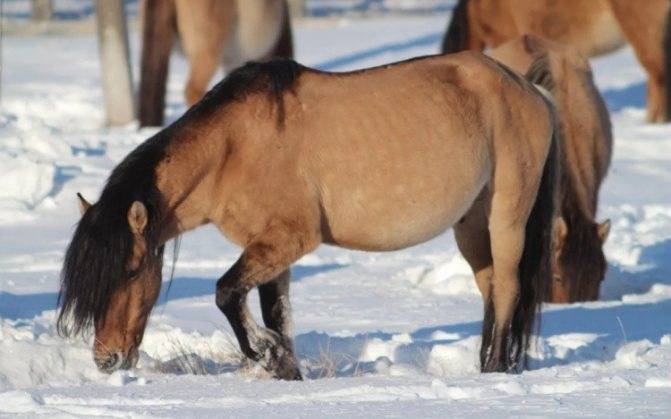 Башкирская порода лошадей: фото и описание