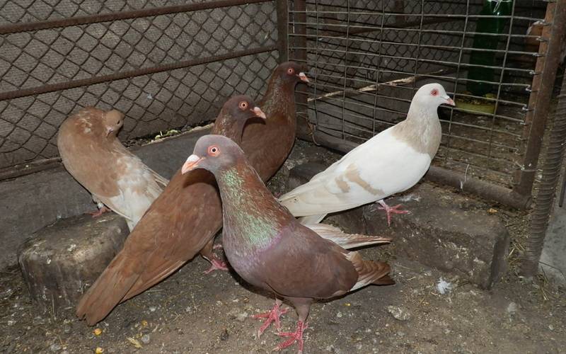 Мясные породы голубей: описание, содержание, разведение, забой