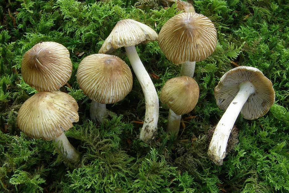 Волоконница ежовая (inocybe erinaceomorpha) – грибы сибири