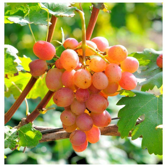 Сорта винограда гурман ранний с фото и описанием