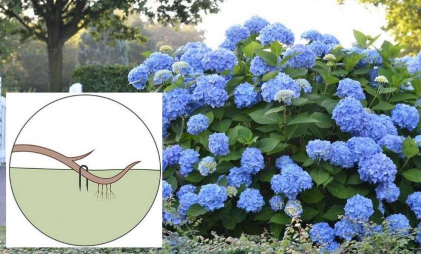 Гортензия голубая выращивание и уход в домашних условиях, видео и фото