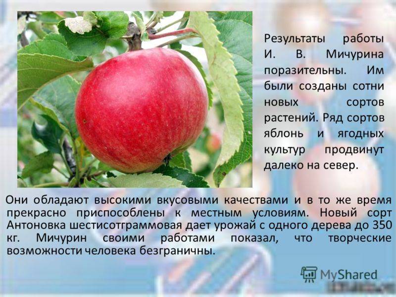 Сорт яблок богатырь фото и описание сорта фото