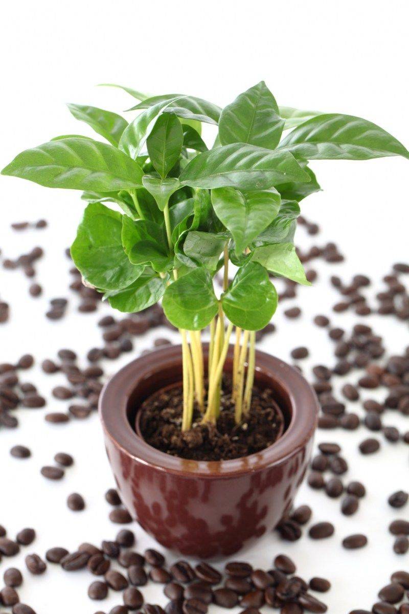 Выращивание кофейного дерева в домашних условиях: особенности посадки и грамотный уход