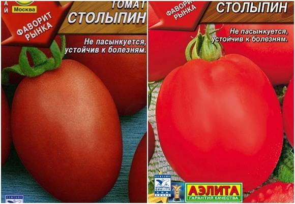 Как вырастить помидоры сорта столыпин