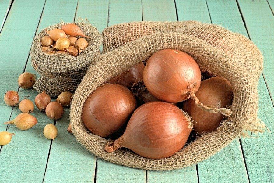 Как сохранить урожай чеснока и лука: лучшие народные способы, проверенные временем