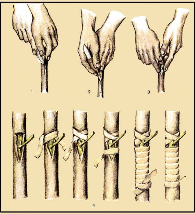 Прививка яблони весной для начинающих в картинках пошагово почкой