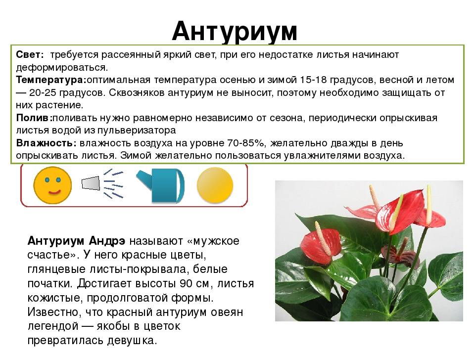 Цветок Антуриум: уход в домашних условиях