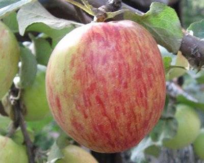 Особенности позднеосеннего сорта яблони орловское полосатое