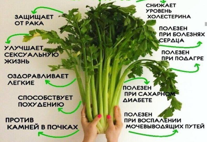 Сельдерей: польза и вред для здоровья, калорийность, фото и отзывы