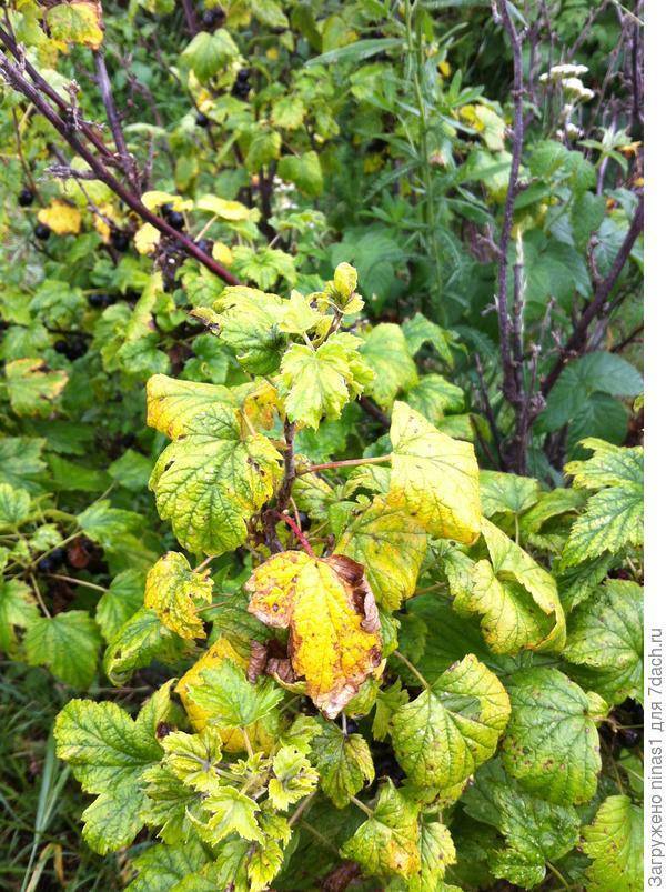 Желтеют листья смородины: что делать, причины пожелтения в июне или июле