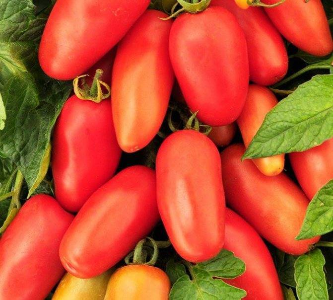 Томат московский деликатес f1: характеристика и описание сорта, отзывы об урожайности помидоров, видео и фото семян | сортовед