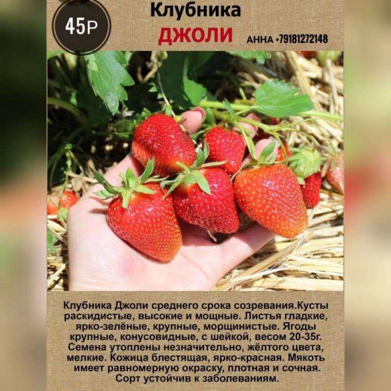 Клубника кустовая сорта с фото и описанием