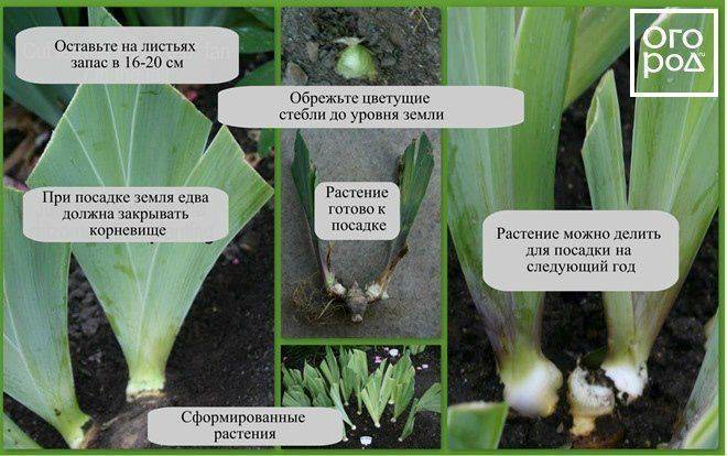 Когда пересаживать ирисы осенью – основные советы