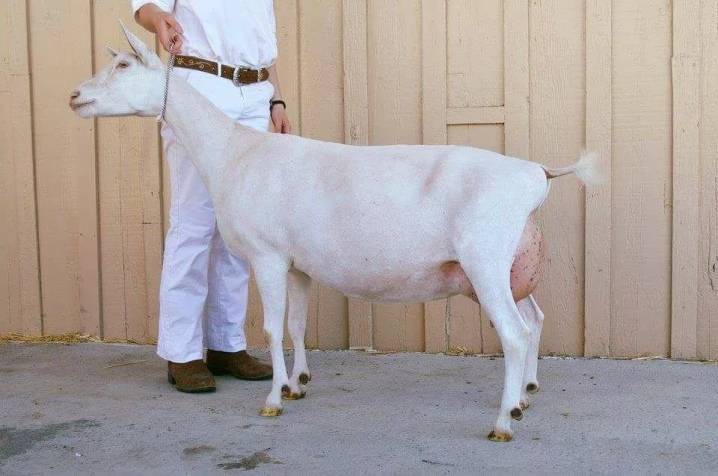 Породы коз молочных без запаха. Нубийская коза молочная продуктивность. Козы породы битал. Молочные породы коз. Породистые козы для молока.