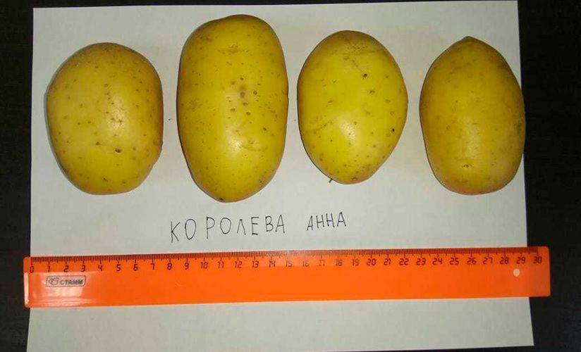 Описание сорта картофеля Королева Анна — как поднять урожайность