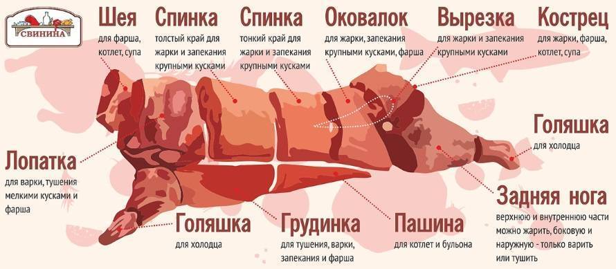 Схема разделки свиной туши с названиями частей картинки