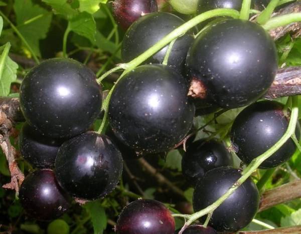 Чёрная смородина чёрный жемчуг: описание сорта с фото, отзывы садоводов, особенности ухода