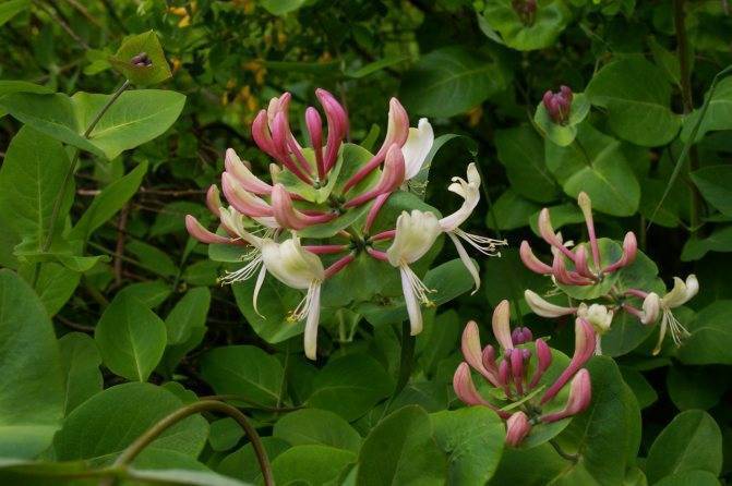 Жимолость: посадка, уход, размножение. описание сортов.